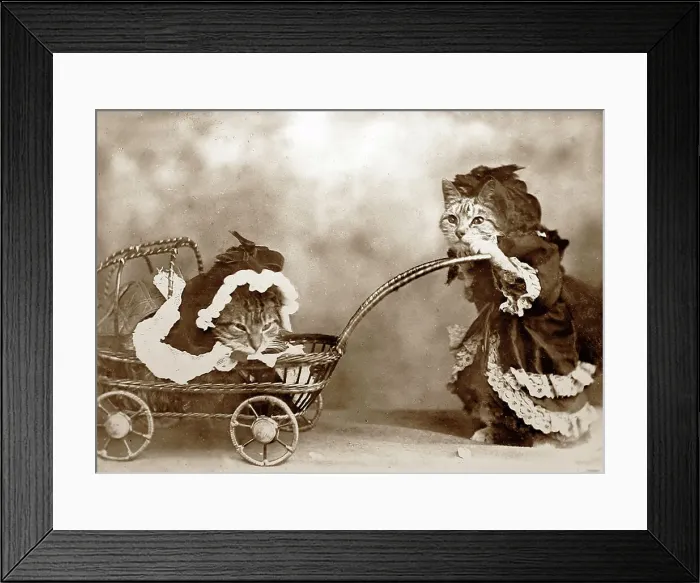 Framed Print : Anthropomorphic cats, Victorian period Framed Print : Anthropomorphic cats, Victorian period