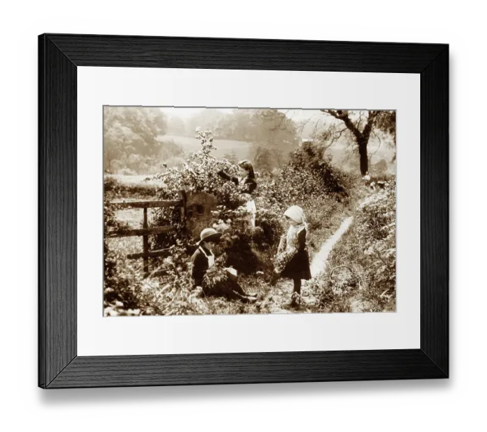 Framed Print : Girls blackberrying in a rural lane Framed Print : Girls blackberrying in a rural lane