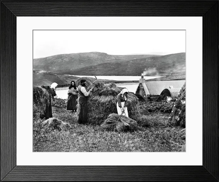 Framed Print : Lerwick Shetland Hay Yard early 1900s Framed Print : Lerwick Shetland Hay Yard early 1900s
