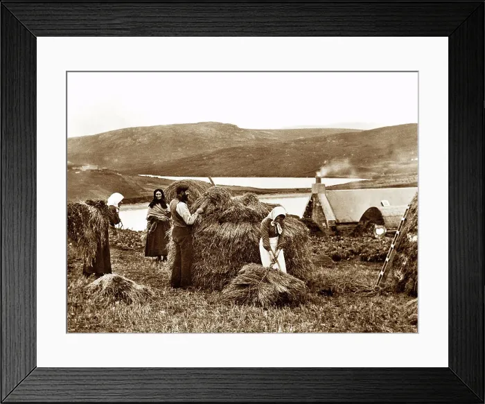 Framed Print : The Hay Yard, Lerwick, Shetland, Victorian period Framed Print : The Hay Yard, Lerwick, Shetland, Victorian period