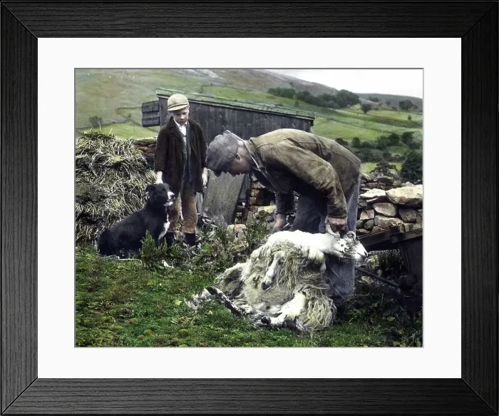 Framed Print : Shearing sheep in Swaledale in the 1940s Framed Print : Shearing sheep in Swaledale in the 1940s