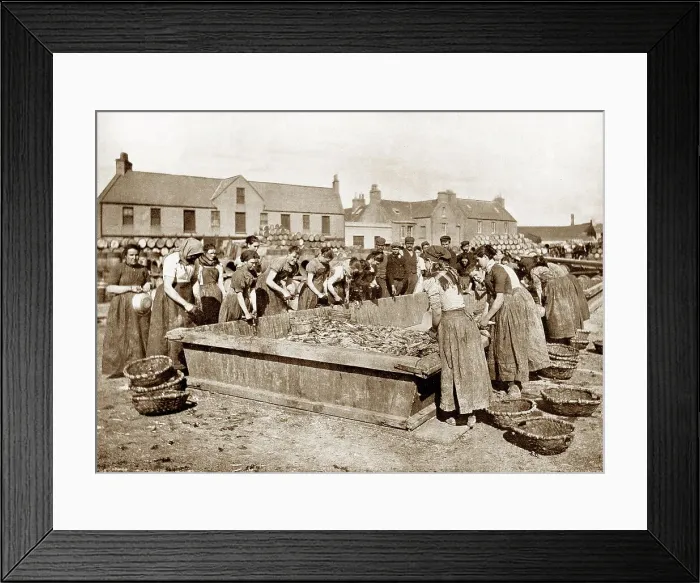 Framed Print : Fish girls gutting herring in Stornoway, Victorian period Framed Print : Fish girls gutting herring in Stornoway, Victorian period