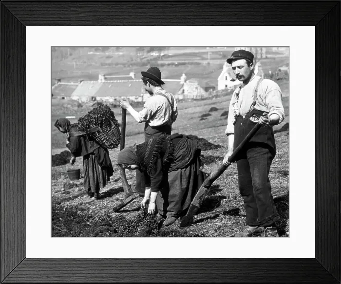 Framed Print : Crofters using a cas chrom to dig peat Victorian period Framed Print : Crofters using a cas chrom to dig peat Victorian period