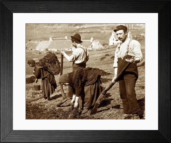 Framed Print : Crofters cutting peat on the west coast of Scotland Framed Print : Crofters cutting peat on the west coast of Scotland