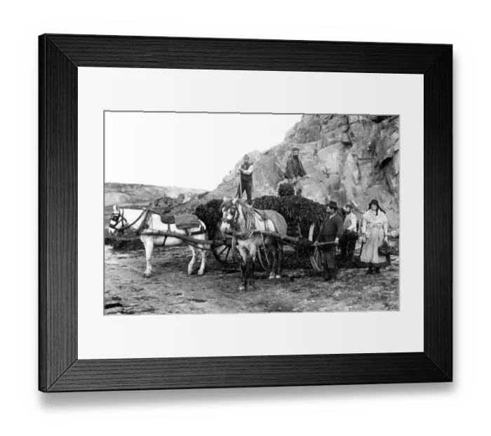 Framed Print : Seaweed gatherers, Jersey, early 1900s Framed Print : Seaweed gatherers, Jersey, early 1900s