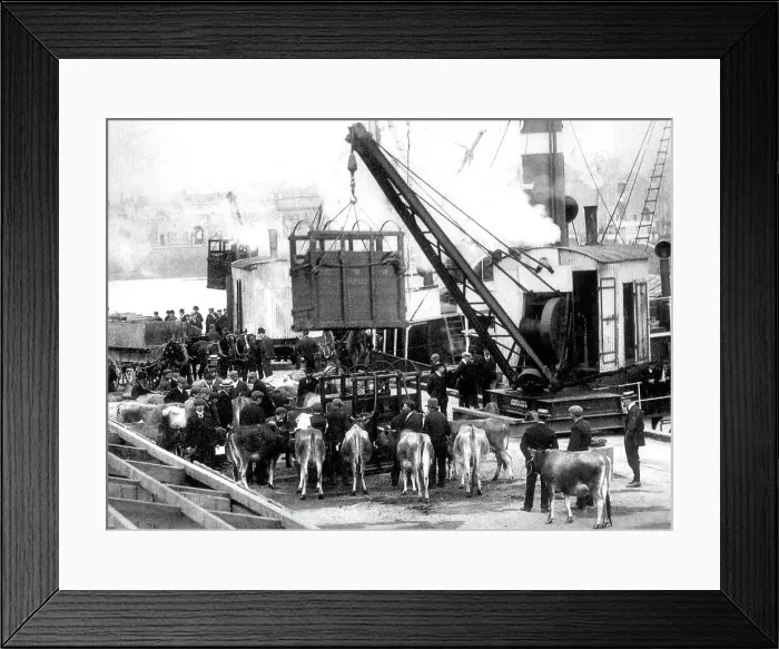 Framed Print : Jersey shipping cattle early 1900s Framed Print : Jersey shipping cattle early 1900s