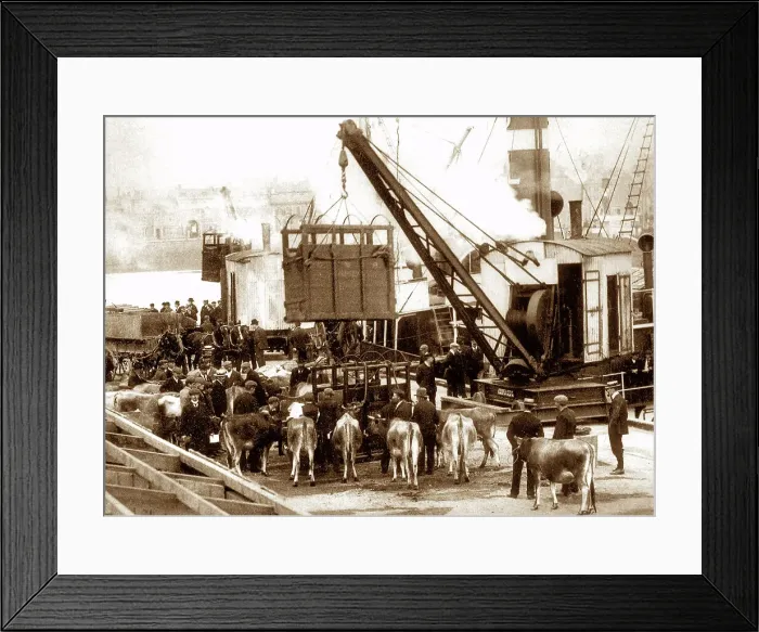 Framed Print : Exporting cows from Jersey, early 1900s Framed Print : Exporting cows from Jersey, early 1900s