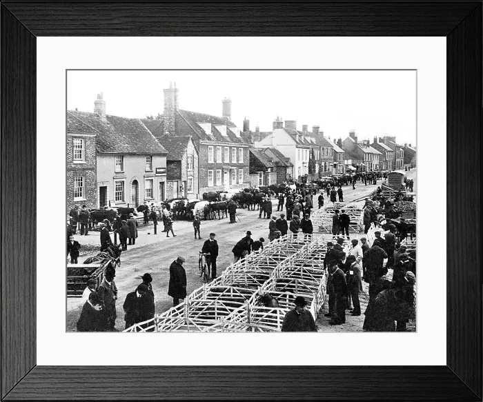 Framed Print : Thame Cattle Market early 1900s Framed Print : Thame Cattle Market early 1900s