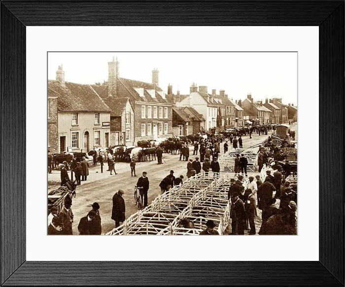 Framed Print : Thame cattle market, early 1900s Framed Print : Thame cattle market, early 1900s