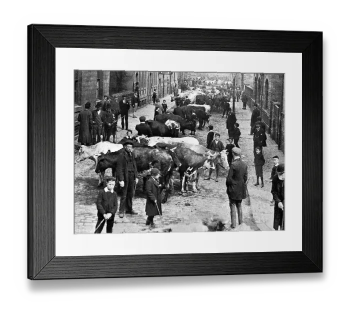 Framed Print : Keighley Scott Street Cattle Market early 1900s Framed Print : Keighley Scott Street Cattle Market early 1900s