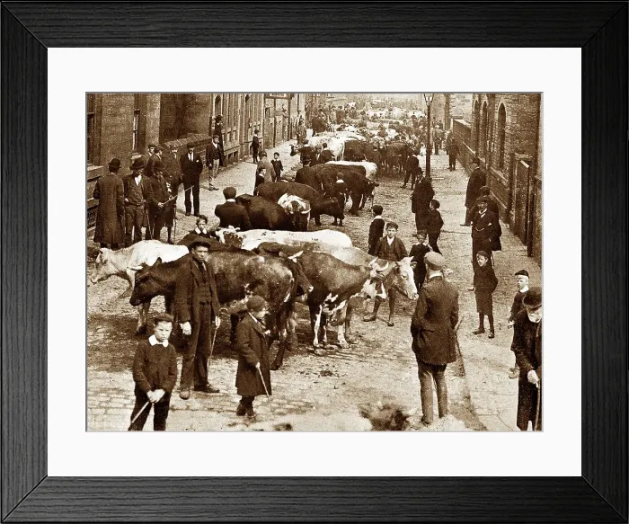 Framed Print : Cattle Market Scott Street, Keighley early 1900's Framed Print : Cattle Market Scott Street, Keighley early 1900's