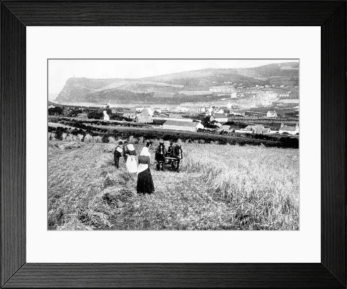 Framed Print : Port Erin Isle of Man Harvesting early 1900s