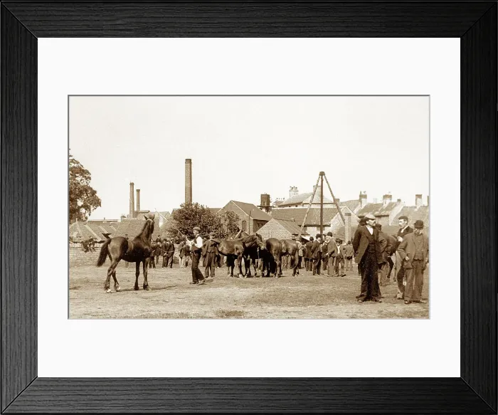 Framed Print : Horse Fair, Mansfield early 1900's Framed Print : Horse Fair, Mansfield early 1900's