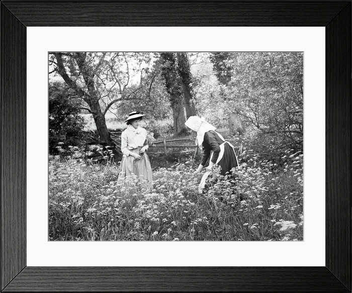 Framed Print : Picking daisies, Victorian period Framed Print : Picking daisies, Victorian period