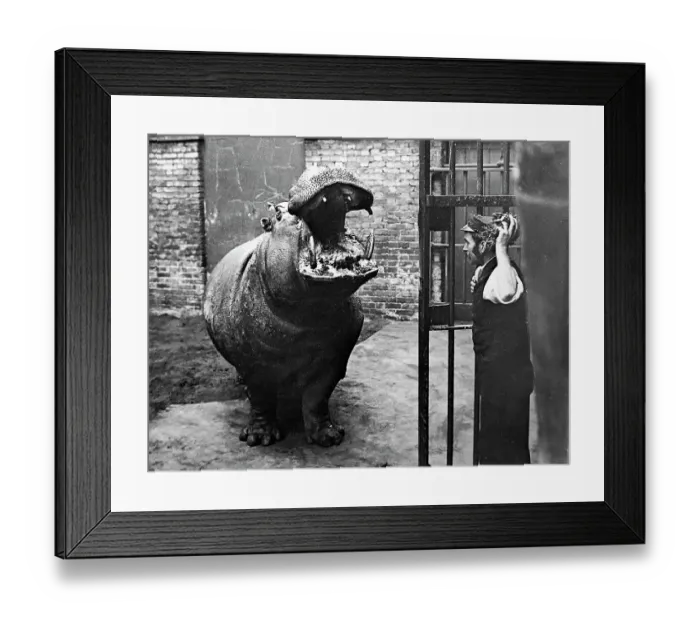 Framed Print : Hippopotamus and keeper, London Zoo, Victorian period Framed Print : Hippopotamus and keeper, London Zoo, Victorian period