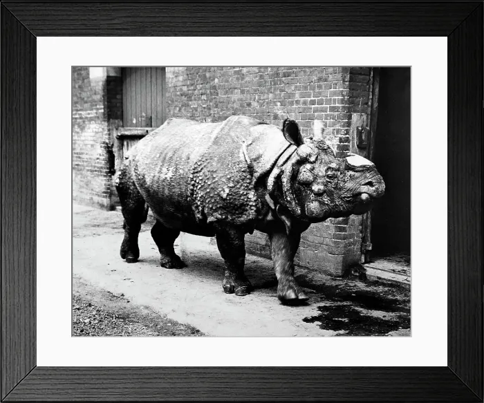 Framed Print : Rhinoceros named Tom, London Zoo, Victorian period Framed Print : Rhinoceros named Tom, London Zoo, Victorian period