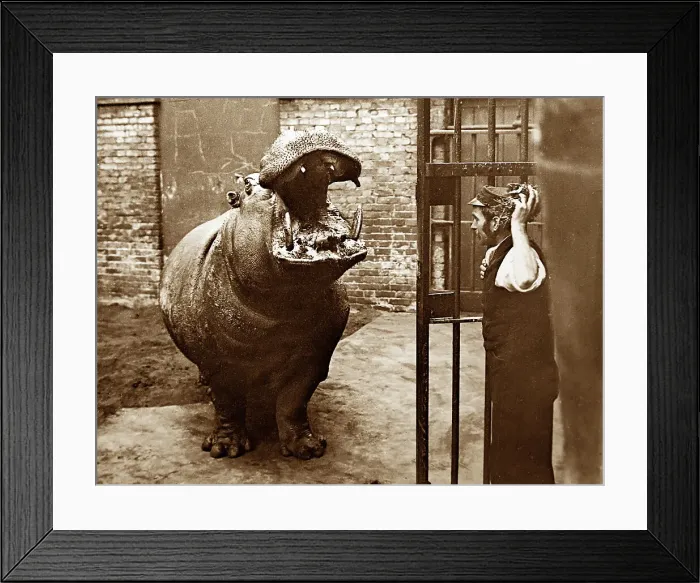Framed Print : Hippopotamus and keeper, London Zoo, Victorian period Framed Print : Hippopotamus and keeper, London Zoo, Victorian period