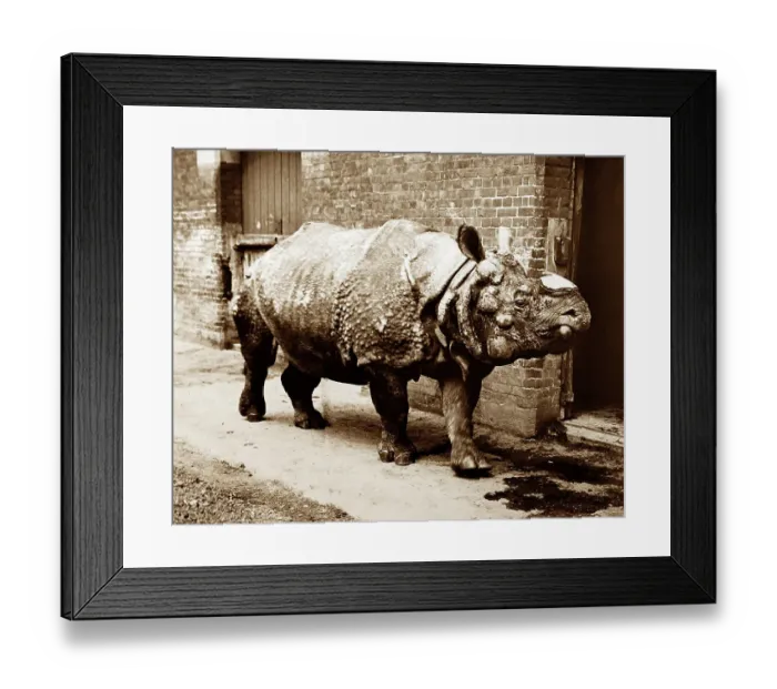 Framed Print : Rhinoceros named Tom, London Zoo, Victorian period Framed Print : Rhinoceros named Tom, London Zoo, Victorian period