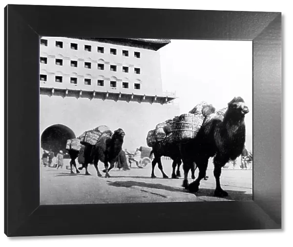 Camels transporting coal, Beijing, China, early 1900s