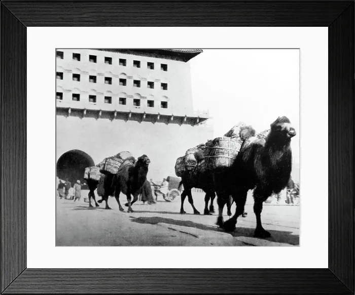 Framed Print : Camels transporting coal, Beijing, China, early 1900s Framed Print : Camels transporting coal, Beijing, China, early 1900s