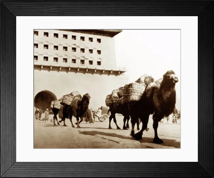 Framed Print : Camels transporting coal, Beijing, China, early 1900s Framed Print : Camels transporting coal, Beijing, China, early 1900s