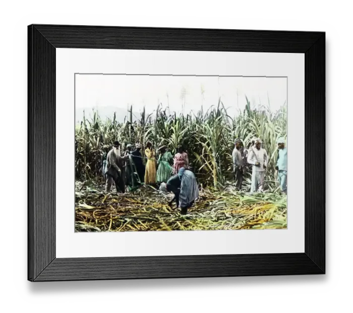 Framed Print : Cutting sugar cane, Jamaica, Victorian period Framed Print : Cutting sugar cane, Jamaica, Victorian period