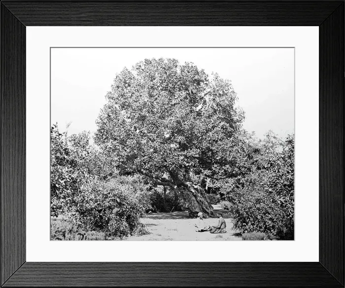 Framed Print : Ancient fig tree, Heliopolis, Egypt, Victorian period Framed Print : Ancient fig tree, Heliopolis, Egypt, Victorian period