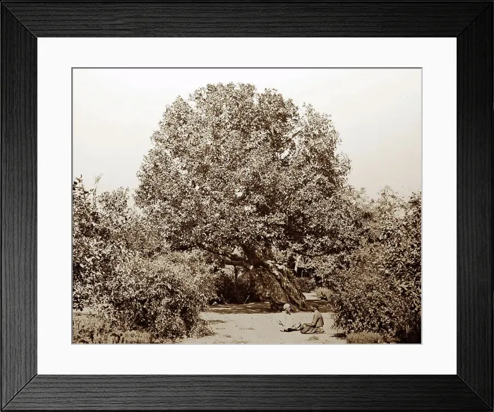 Framed Print : Ancient fig tree, Heliopolis, Egypt, Victorian period Framed Print : Ancient fig tree, Heliopolis, Egypt, Victorian period