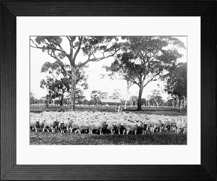 Framed Print : Sheep Station, Australia, Victorian period Framed Print : Sheep Station, Australia, Victorian period