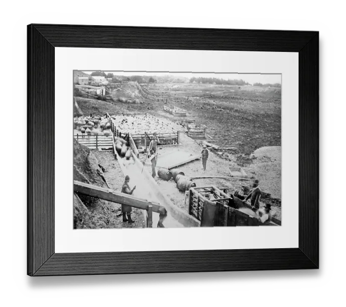 Framed Print : Washing / dipping sheep, Sheep Station, Australia Framed Print : Washing / dipping sheep, Sheep Station, Australia