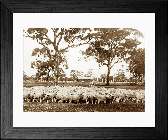Framed Print : Sheep Station, Australia, Victorian period Framed Print : Sheep Station, Australia, Victorian period