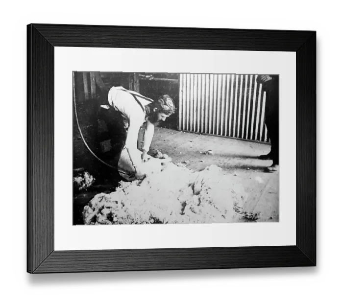 Framed Print : Shearing a sheep, Sheep Station, Australia, Victorian period Framed Print : Shearing a sheep, Sheep Station, Australia, Victorian period