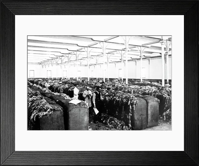 Framed Print : Preparing wool by compressing it with hydraulic press Framed Print : Preparing wool by compressing it with hydraulic press