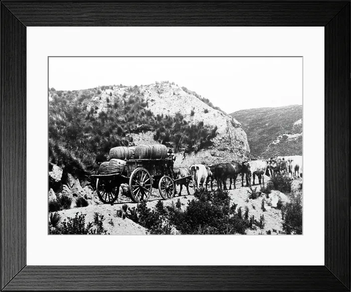 Framed Print : Transporting wool from Sheep Station to the Railway Station Framed Print : Transporting wool from Sheep Station to the Railway Station