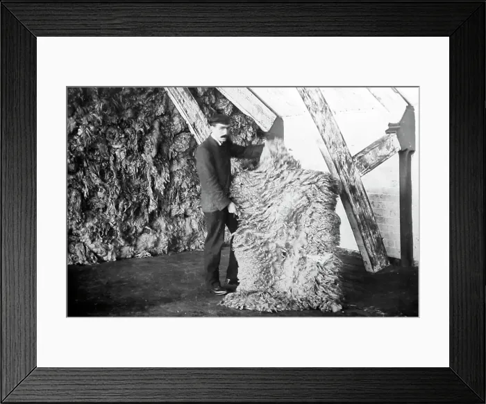 Framed Print : A sheep fleece from Australia at a woollen mill in Bradford Framed Print : A sheep fleece from Australia at a woollen mill in Bradford