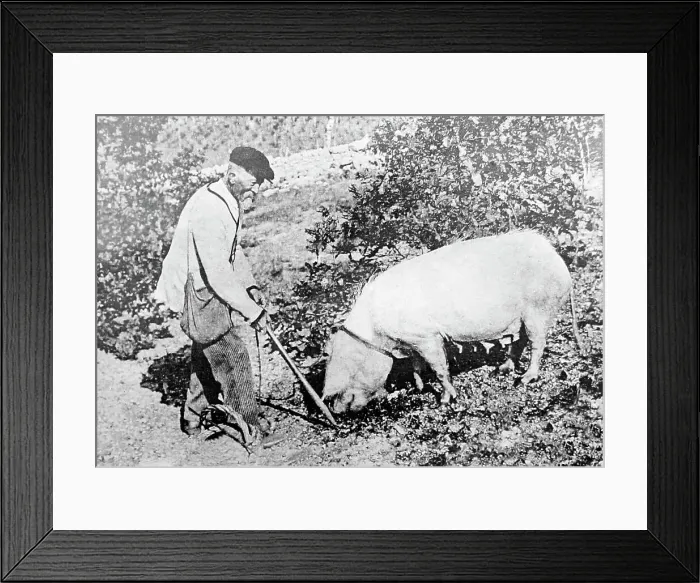 Framed Print : Hunting for truffle, Perigord, France, Victorian period Framed Print : Hunting for truffle, Perigord, France, Victorian period