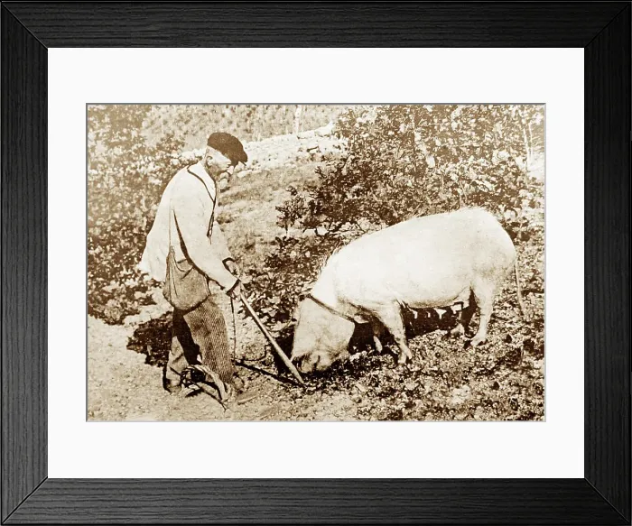 Framed Print : Hunting for truffle, Perigord, France, Victorian period Framed Print : Hunting for truffle, Perigord, France, Victorian period
