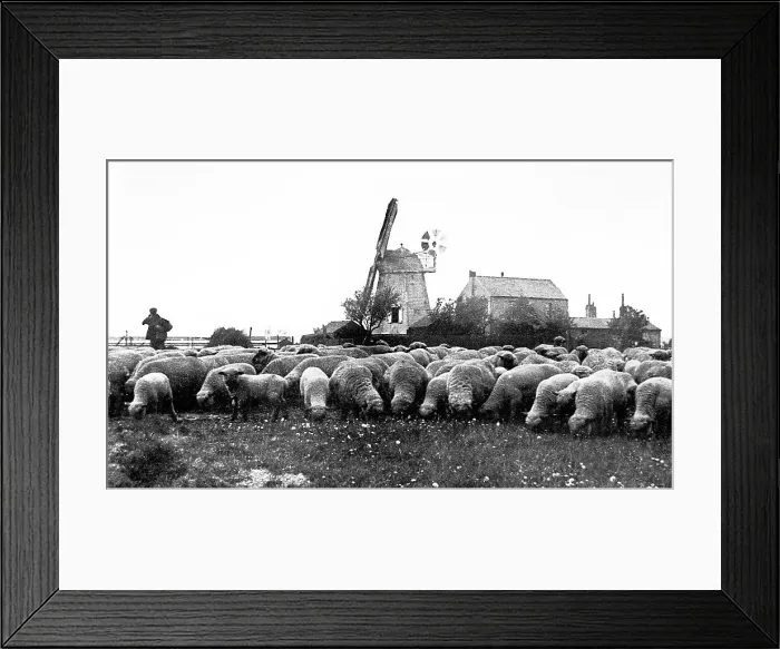 Framed Print : Biscot Windmill near Luton early 1900s Framed Print : Biscot Windmill near Luton early 1900s