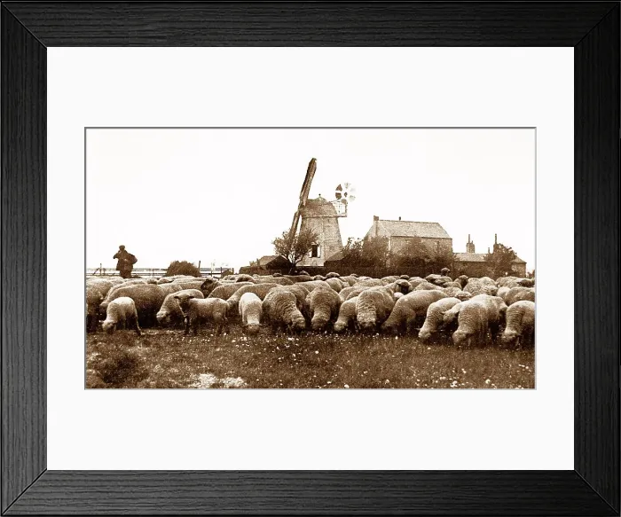 Framed Print : Biscot Windmill, Luton early 1900's Framed Print : Biscot Windmill, Luton early 1900's
