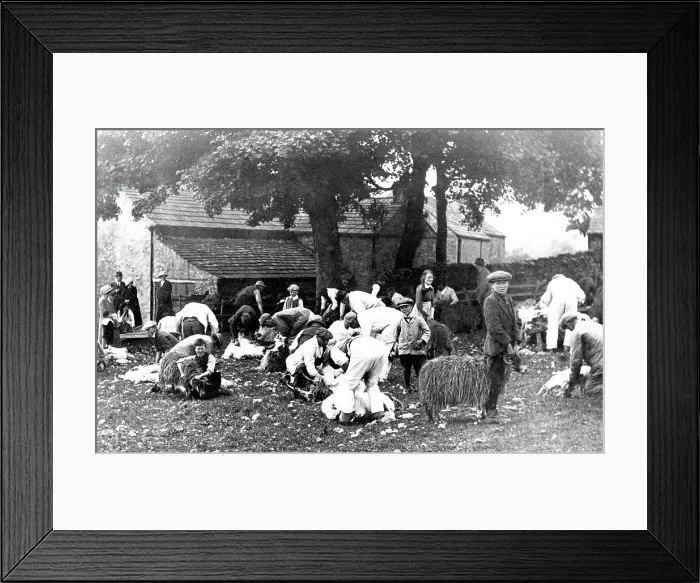 Framed Print : Stanhope Sheep Clipping in 1914 Framed Print : Stanhope Sheep Clipping in 1914