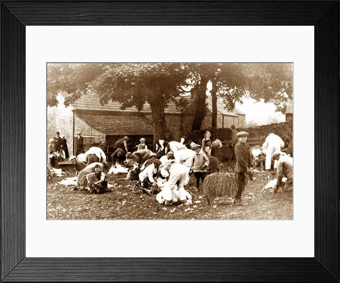Framed Print : Sheep Clipping, Stanhope
