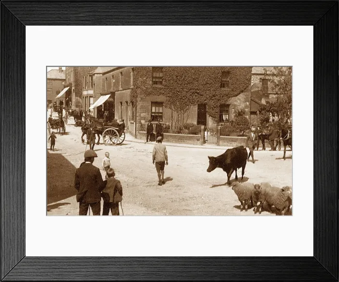 Framed Print : High Bentham Cattle Market early 1900s Framed Print : High Bentham Cattle Market early 1900s