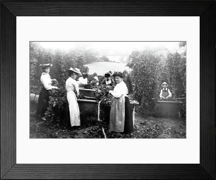 Framed Print : Hop picking, early 1900s Framed Print : Hop picking, early 1900s