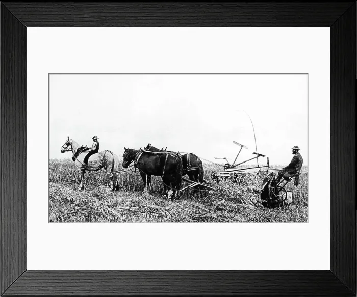 Framed Print : Reaping with horses, Victorian period Framed Print : Reaping with horses, Victorian period