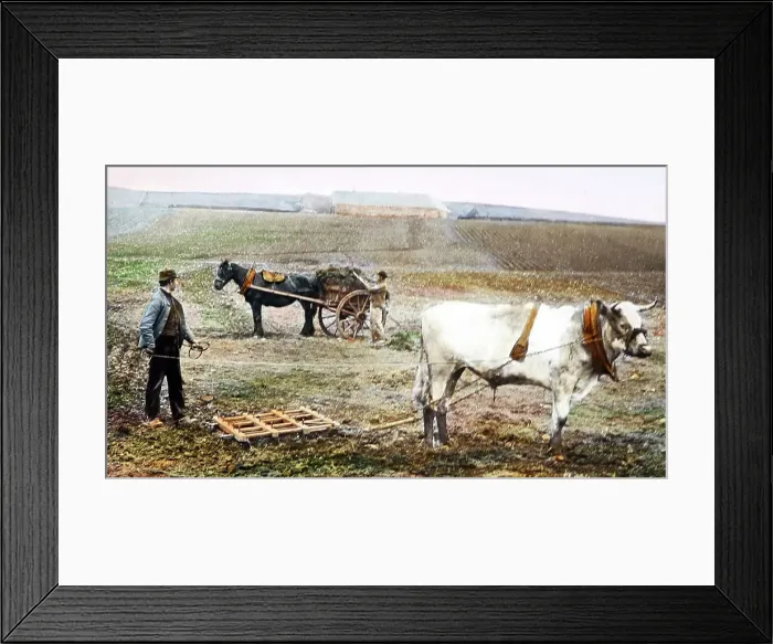 Framed Print : Harrowing possibly in Scotland, Victorian period Framed Print : Harrowing possibly in Scotland, Victorian period