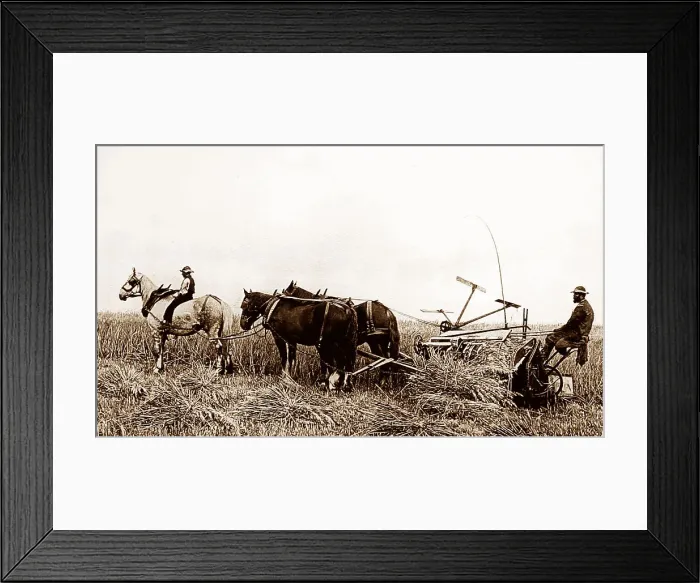 Framed Print : Reaping with horses, Victorian period Framed Print : Reaping with horses, Victorian period