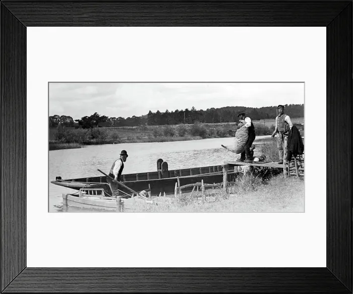 Framed Print : Sheep dipping in a river, early 1900s Framed Print : Sheep dipping in a river, early 1900s
