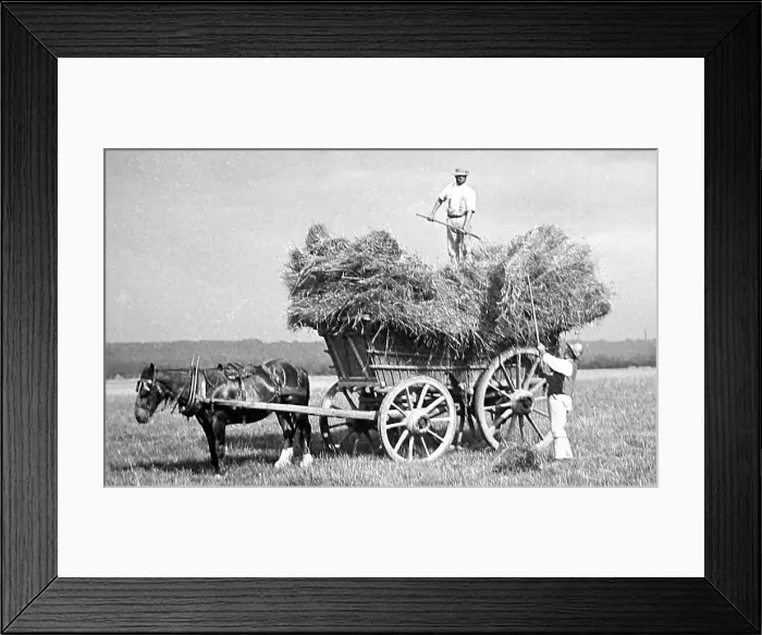 Framed Print : Haymaking, early 1900s Framed Print : Haymaking, early 1900s