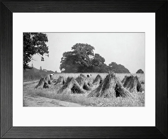 Framed Print : Making sheaves during haymaking, Victorian period Framed Print : Making sheaves during haymaking, Victorian period