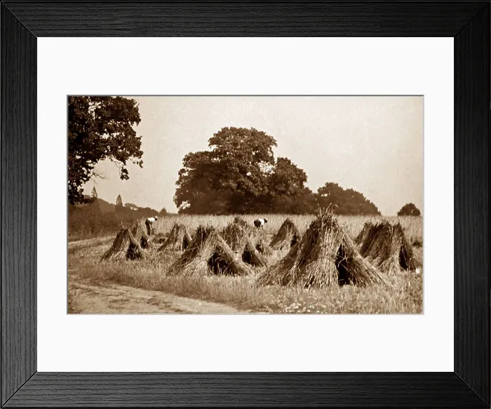 Framed Print : Making sheaves during haymaking, Victorian period Framed Print : Making sheaves during haymaking, Victorian period